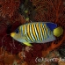 angelfish_regal_ss_beqa_h_0013_fij0324.jpg